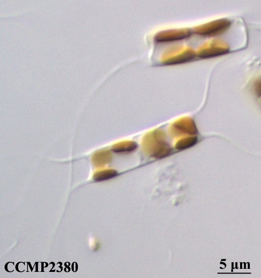 CCMP2380 | NCMA at Bigelow Laboratory